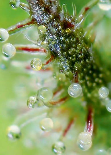 Bulbous Trichomes - Types of Trichomes