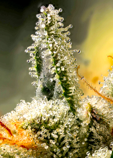 Capitate Sessile Trichomes - Types of Trichomes